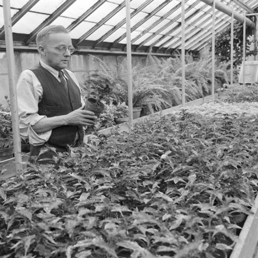 Man examining a potted plant in a greenhouse, black and white older photo