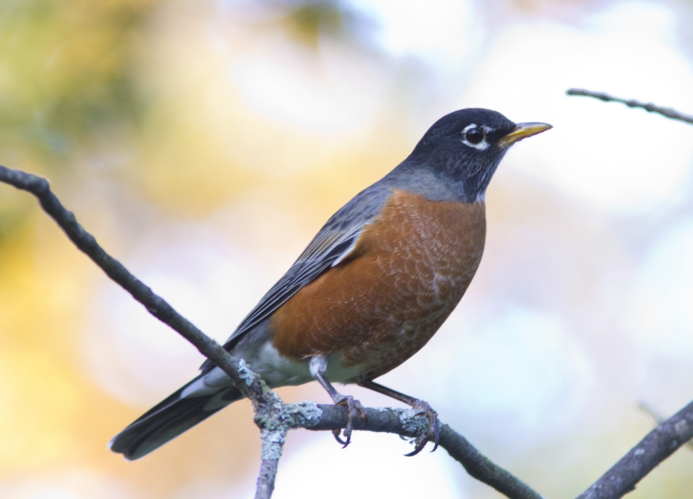 A red breasted Robin perched on a branch.