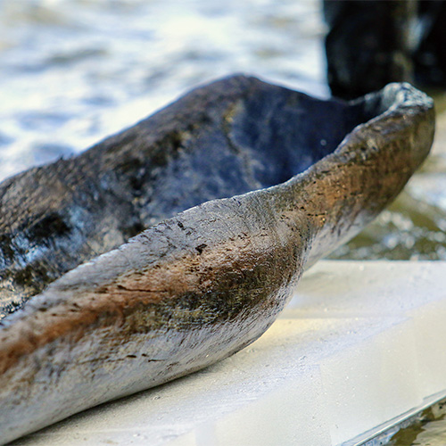 a canoe recovered from water lays on a platform.