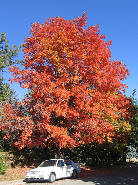 A sugar maple in the fall towering over a late 1980s white car with Colorado plates.