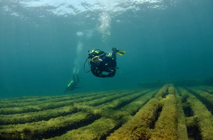 A diver underwater