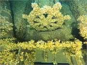 Mojave Shipwreck (Barkentine), a Site.