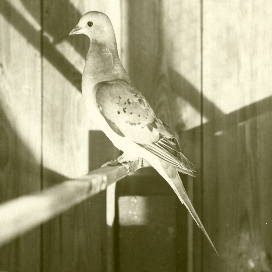 a cute little passenger pigeon, black and white photo