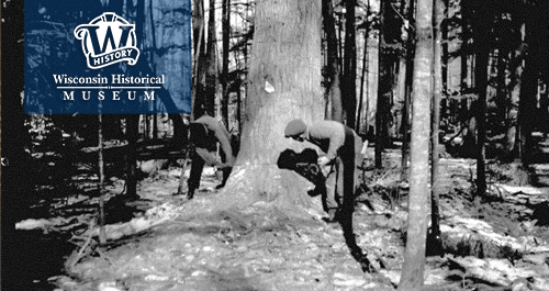 Wisconsin Historical Museum. In this black and white photo a man examines a very large tree facing away from the camera, he's in a sweater and workman's trousers with a golfing style hat on. 